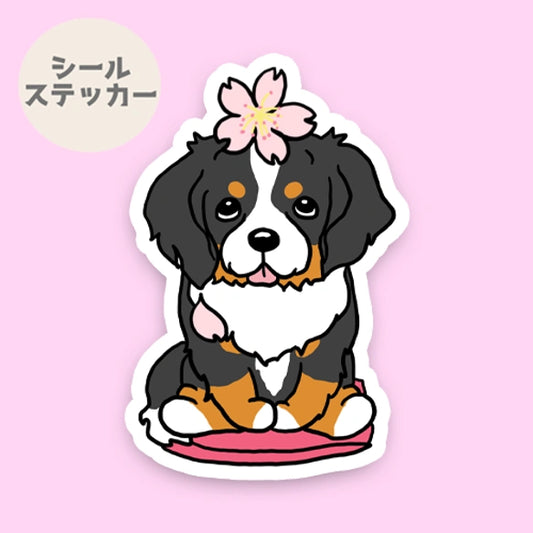 バーニーズちゃんの春のご挨拶。75-