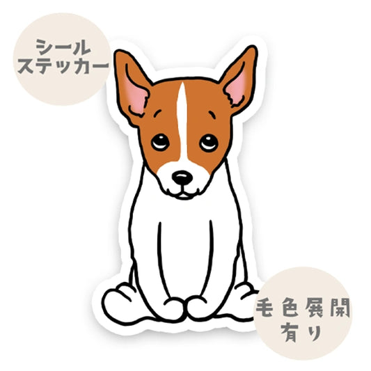 おすわりしてる立ち耳ジャックラッセルちゃん。43-3
