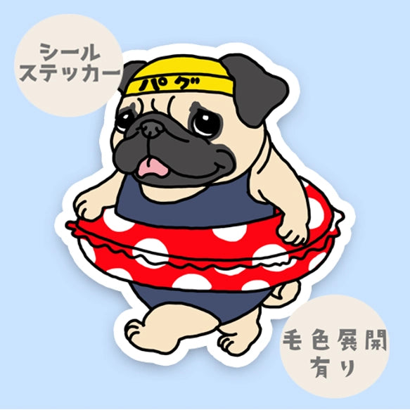 プールに来たパグちゃん。76-