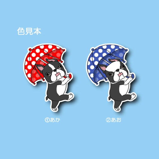 雨の日もお散歩ボストンテリアちゃん。101-