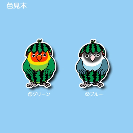 スイカボタンインコちゃん。