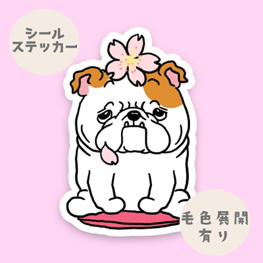 ブルドッグちゃんの春のご挨拶。95-