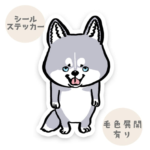 見つめるハスキーちゃん。40-4