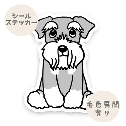 おすわりしてるシュナウザーちゃん。44-2