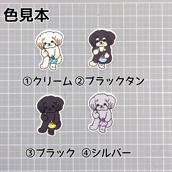 おでかけチワプーちゃん。61-2