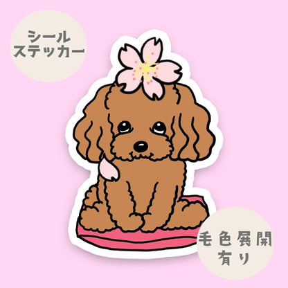 プードルちゃんの春のご挨拶。87-