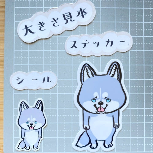見つめるハスキーちゃん。40-4