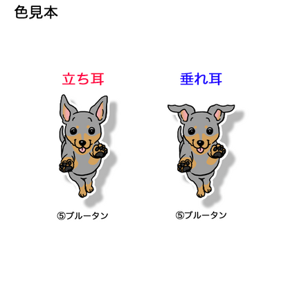 走ってくるミニピンちゃん。113-25