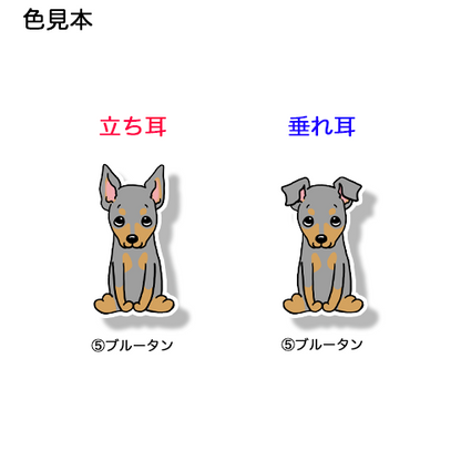 おすわりしてるミニピンちゃん。113-15