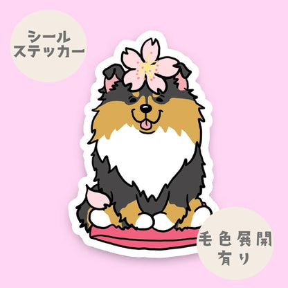シェルティちゃんの春のご挨拶。38-3