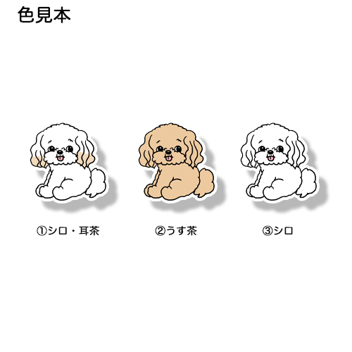こっちを見てるマルプーちゃん。111-2