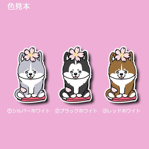 ハスキーさんの春のご挨拶。40-5