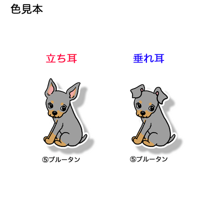 こっちを見ているミニピンちゃん。113-16