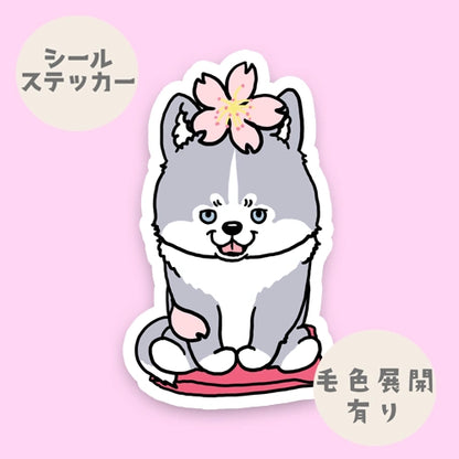 ハスキーさんの春のご挨拶。40-5