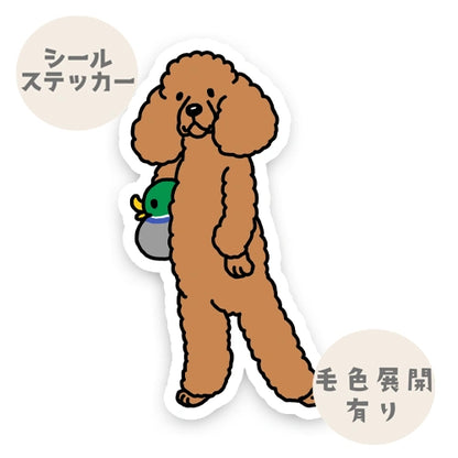 待ってるプードルちゃん。127-