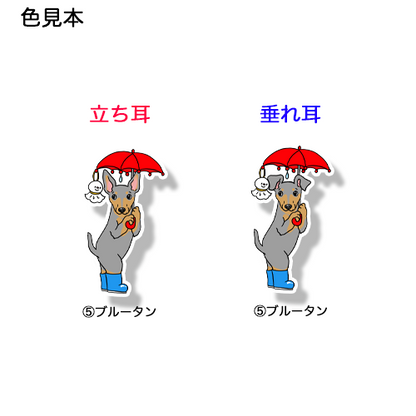 雨の日のお散歩のミニピンちゃん。113-27