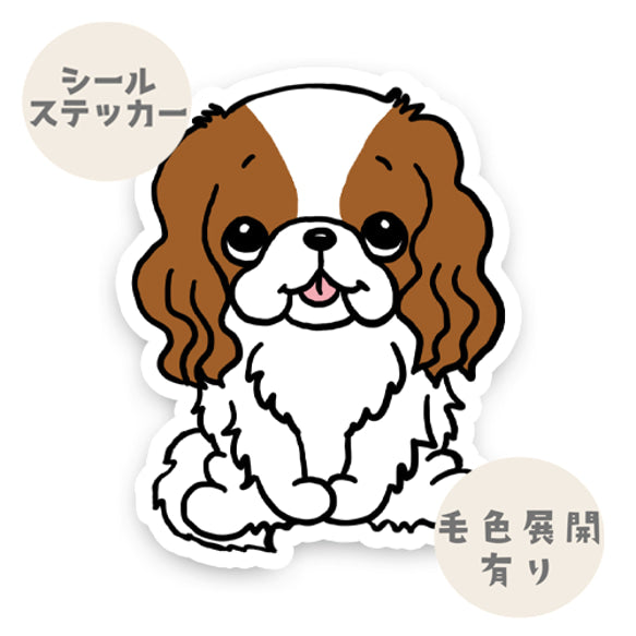 おすわりしてるキャバリアちゃん。26-2