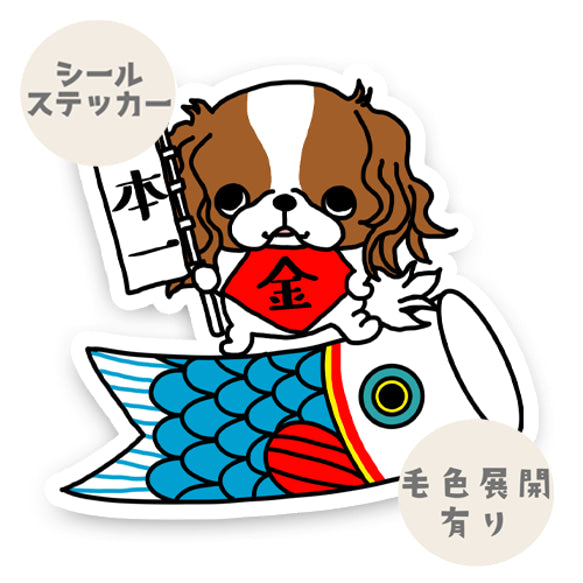 キャバリアちゃんの端午の節句。26-5