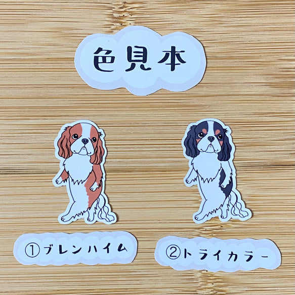 何かが気になってるキャバリアちゃん。 26-9