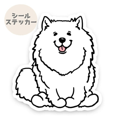 おすわりしてるサモエドさん。33-2