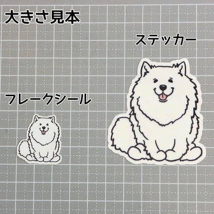 おすわりしてるサモエドさん。33-2