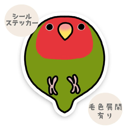 コロコロコザクラインコちゃん。