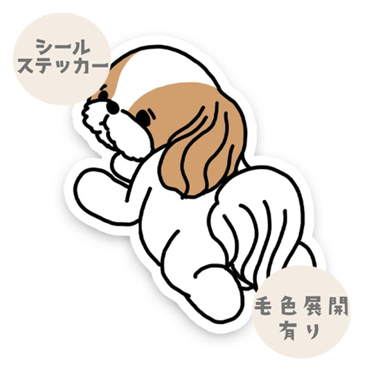 待ってるシーズーちゃん。35-5