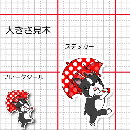 雨の日もお散歩ボストンテリアちゃん。101-