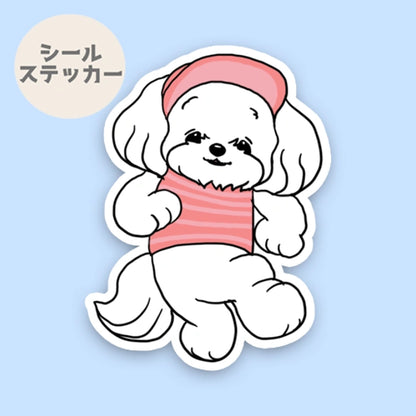 夏のお散歩のマルチーズちゃん。109-