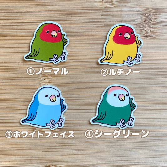 考えてるコザクラインコちゃん。