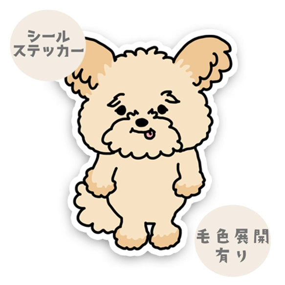 内心ワクワクしてるポメプーちゃん。103-