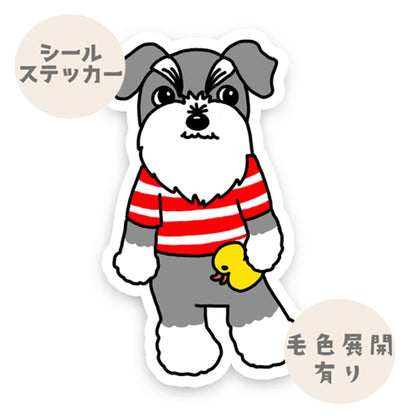 おしゃれボーダーのシュナちゃん。44-13
