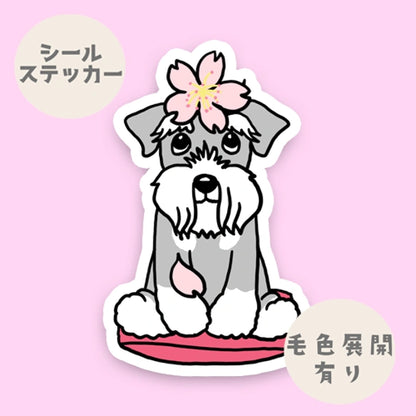 シュナウザーちゃんの春のご挨拶。44-9