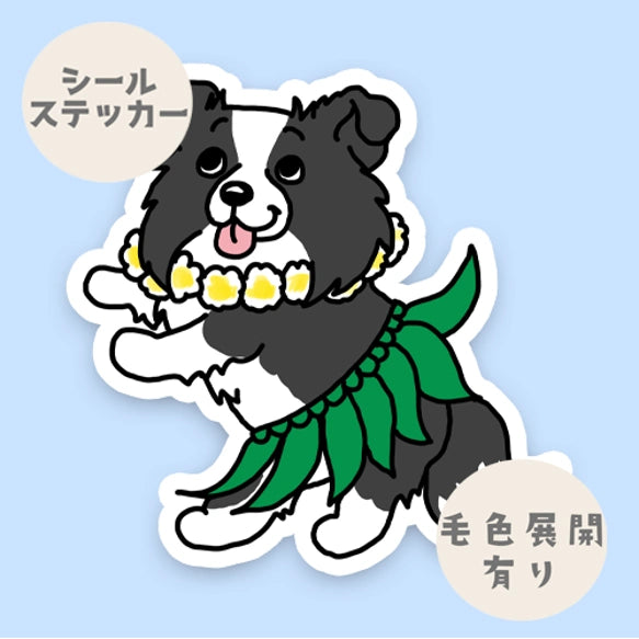 フラボーダーコリーちゃん。106-