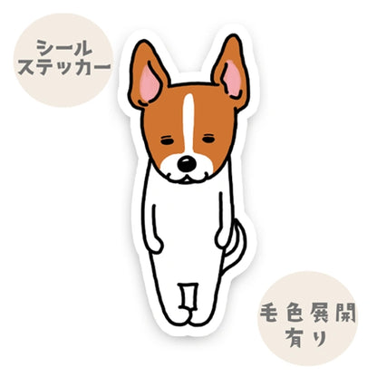 無の立ち耳ジャックラッセルちゃん。43-19