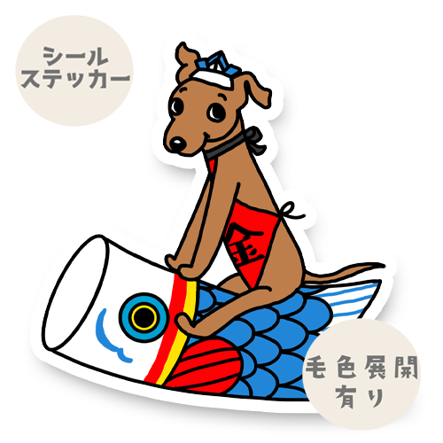 端午の節句のイタグレちゃん。9-