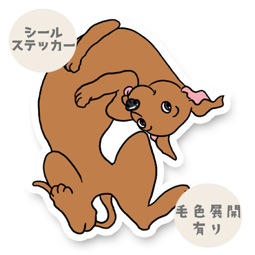 へそ天のイタグレちゃん。9-