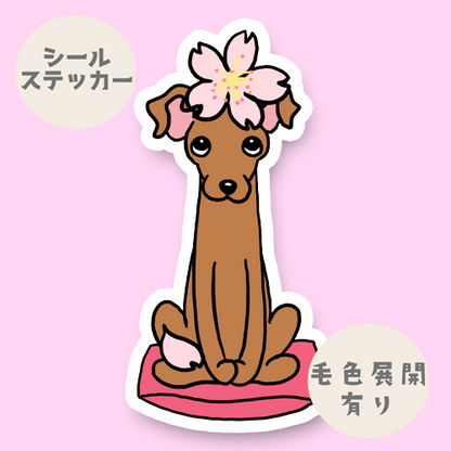 イタグレちゃんの春のご挨拶。9-
