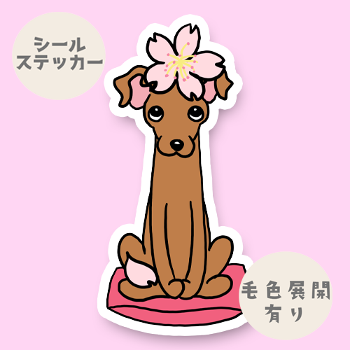 イタグレちゃんの春のご挨拶。9-