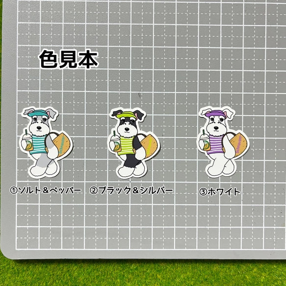 夏のお買い物のシュナウザーちゃん。44-7
