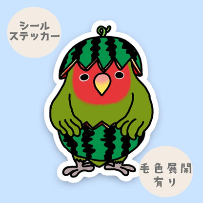 スイカコザクラインコちゃん。