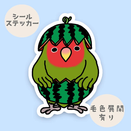 スイカコザクラインコちゃん。