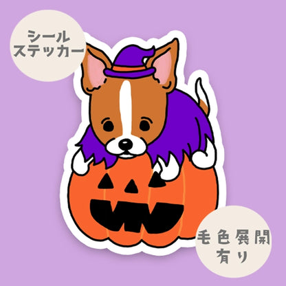 オバケカボチャと立ち耳ジャックラッセルちゃん。43-17