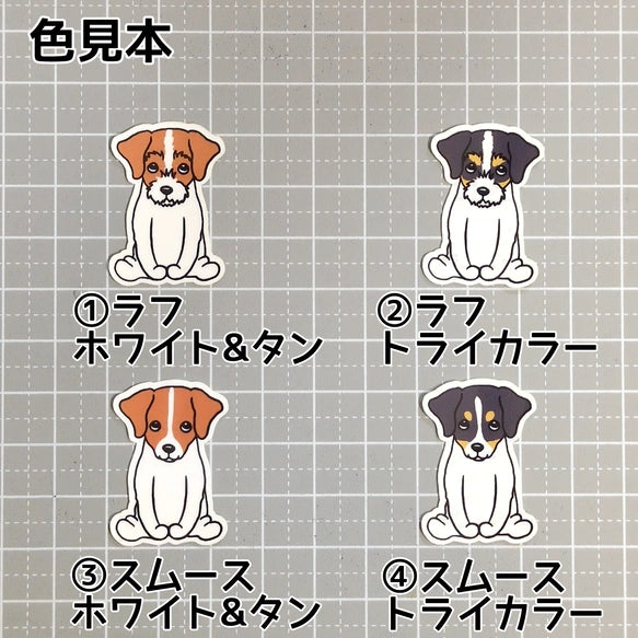 おすわりしてるジャックラッセルちゃん。42-3