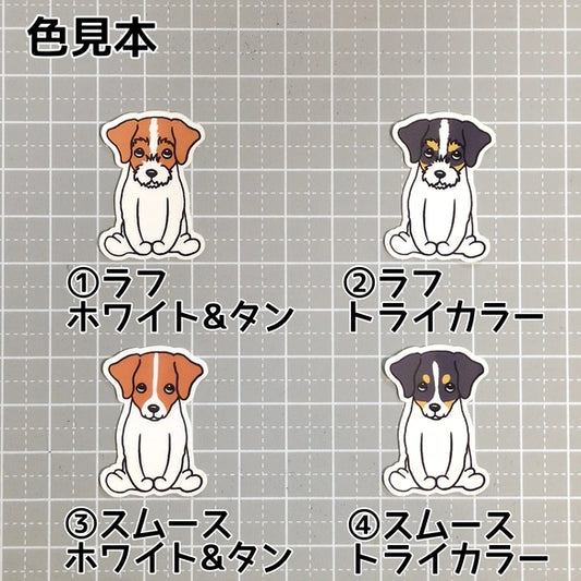 おすわりしてるジャックラッセルちゃん。42-3