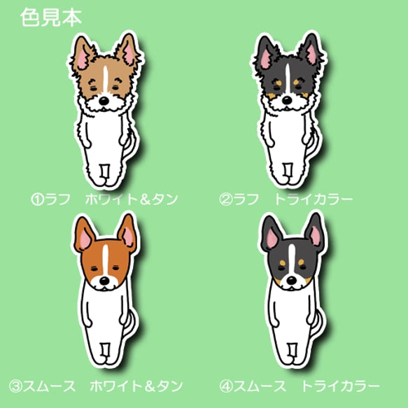 無の立ち耳ジャックラッセルちゃん。43-19