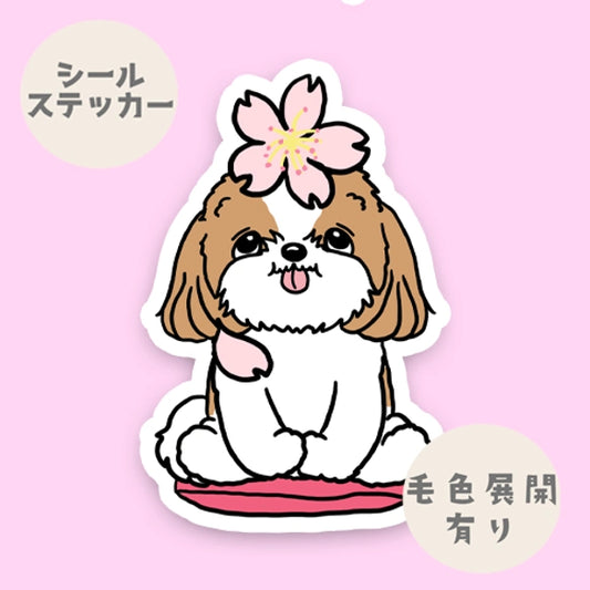 シーズーちゃんの春のご挨拶。35-17