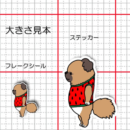 スイカのお洋服のチワペキちゃん。62-10