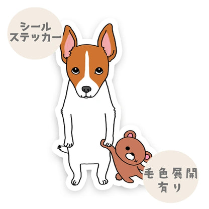 遊んでほしい立ち耳ジャックラッセルちゃん。43-12