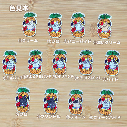 トロピカルフレブルちゃん。96−303